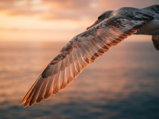 An albatross wing catching low sunrise light